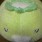 kappy